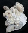 Very Nice Kepplerites Ammonite Cluster #9458-2